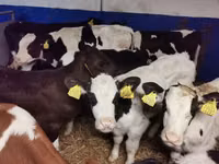 Бұқа, Russian Black pied cattle — 1-сурет