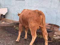 Toro, Ganado vacuno — foto 2