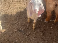 عنزة, Nubian Goat — الصورة 1