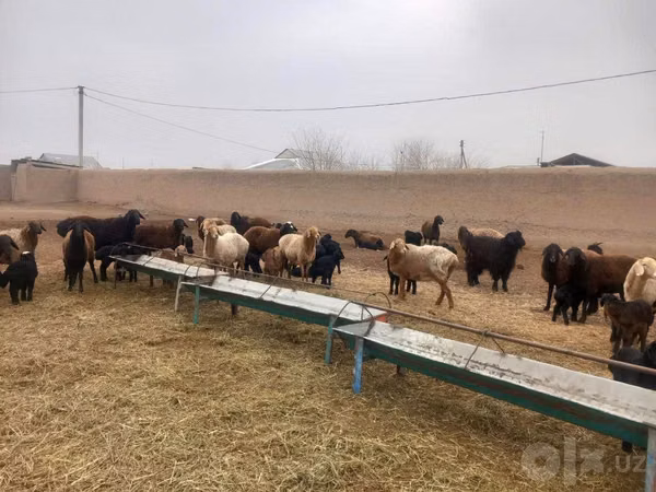 Schafe (Partie, Geschlecht nicht angegeben), Schafe — Usbekistan