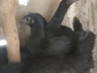 Ayam Cemani — 3-rasm