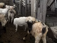 Cabro, Alpine goat — foto 4