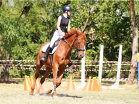 Horse (M), Oldenburg horse — photo 1
