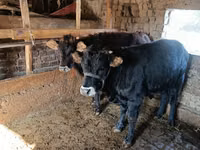 公牛, Aberdeen-Angus — 照片 3