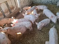 猪（批次，未指定性别）, Pigs — 照片 2
