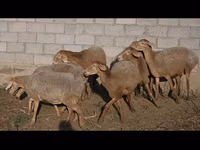 Schaf, Arashan sheep — Foto 7