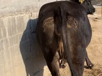 Cow, Alatau breed — photo 3
