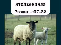 Widder, Gorkov sheep — Foto 1