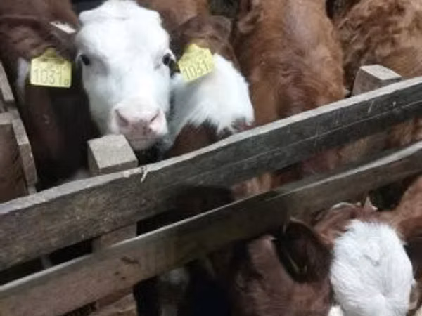 公牛, Simmental cattle