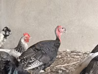 Turkeys — Foto 1