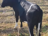 Kuh, Russian Black pied cattle — Foto 1