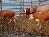 Bulle, Simmental cattle — Foto 2
