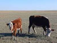 بقرة, Simmental cattle — الصورة 3