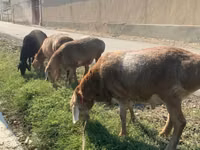 Sheep (batch, sex not specified), Arashan sheep — photo 3