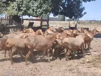 نعجة, Arashan sheep — الصورة 3