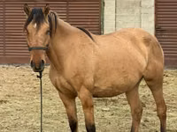 Stute, Kyrgyz Horse — Foto 1