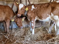 Bulle, Simmental cattle — Foto 2