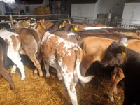 Bulle, Simmental cattle — Foto 6