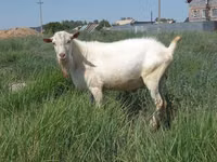 母山羊, Saanen goat — 照片 3