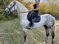 Hengst, Andalusian horse — Foto 4