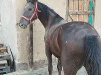 فرس, الخيول — الصورة 1