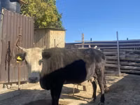 गाय, Latvian Blue cattle — फ़ोटो 1