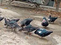Turkeys — Foto 1
