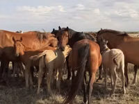 Caballo, Mugalzhar horse — foto 1