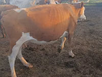 Sigir, Simmental cattle — 5-rasm