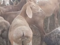 نعجة, Arashan sheep — الصورة 2