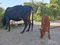 Vaca, Vaca Limousin — foto 8