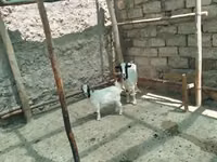 母山羊, Goats — 照片 3