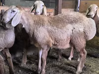 Carnero, Arashan sheep — foto 1