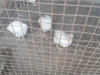Chickens — الصورة 1