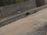 Turkeys — Foto 1