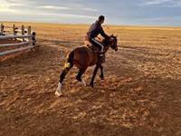 Caballo, Caballos — foto 2