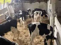 Bulle, Russian Black pied cattle — Foto 1