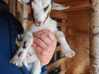 Ziege, Australian Miniature goats — Foto 1