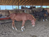 فرس, Mugalzhar horse — الصورة 2
