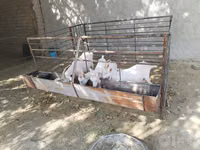 母山羊, Goats — 照片 3