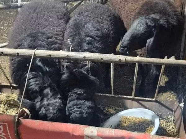 كبش, الأغنام — أوزبكستان