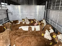 सांड, Simmental cattle — फ़ोटो 4