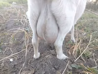 母山羊, Saanen goat — 照片 2