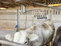公牛, Simmental cattle — 照片 3