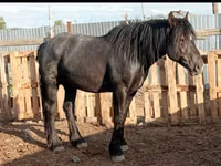 فرس, Kazakh horse — الصورة 2