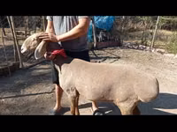 Schaf, Arashan sheep — Foto 1