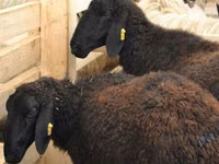 Sheep, Sheep — photo 1