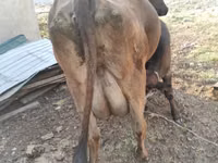 母牛, Swiss cattle — 照片 4