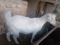 Ziege, Russian White goat — Foto 1