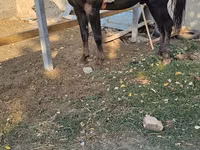 حصان, الخيول — الصورة 2